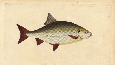 Rudd, Scardinius erythrophthalmus（红眼鱼，Cyprinus erythrophthalmus）。爱德华-多诺万根据他的《英国鱼类自然史》绘制和雕刻的手绘铜版，多诺万和F.C.和J.Rivington，伦敦 作者 爱德华·多诺万