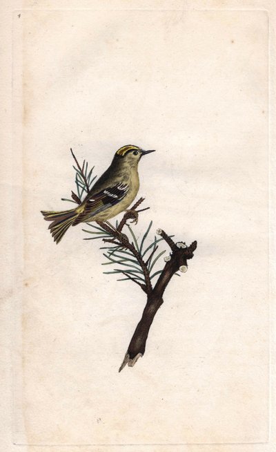 鲁普王。Regulus regulus（Motacilla regulus）。爱德华-多诺万（1768-1837）的铜版画，发表于《英国鸟类自然史》，伦敦 作者 爱德华·多诺万
