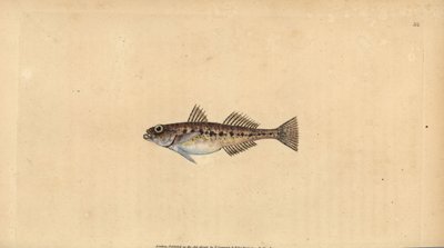 沙虾虎鱼，Pomatoschistus minutus (Spotted goby, Gobius minutus)。爱德华-多诺万根据他的《英国鱼类自然史》绘制和雕刻的手绘铜版，多诺万和F.C.和J.Rivington，伦敦 作者 爱德华·多诺万