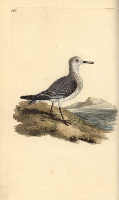 桑德林，Calidris alba。爱德华-多诺万根据他自己的《英国鸟类自然史》绘制和雕刻的手绘铜版，伦敦 作者 爱德华·多诺万