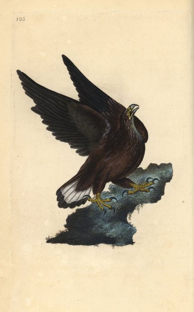 海雕，Haliaeetus albicilla。爱德华-多诺万根据他自己的《英国鸟类自然史》绘制和雕刻的手绘铜版，伦敦 作者 爱德华·多诺万