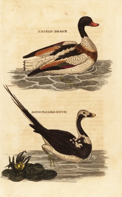 Shelduck、Tadorna tadorna 和长尾鸭、Clangula hyemalis 作者 爱德华·多诺万