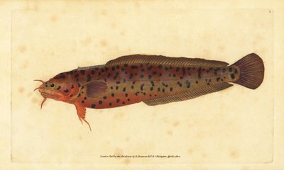岸边岩石鱼，Gaidropsarus mediterraneus（三须鳕鱼或岩石鱼，Gadus tricirratus）。爱德华-多诺万根据他的《英国鱼类自然史》绘制和雕刻的手绘铜版，多诺万和F.C.和J.雷文顿，伦敦 作者 爱德华·多诺万