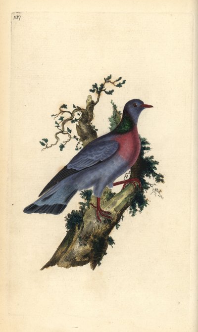 鸽子，Columba oenas。爱德华-多诺万根据他自己的《英国鸟类自然史》绘制和雕刻的手绘铜版，伦敦 作者 爱德华·多诺万