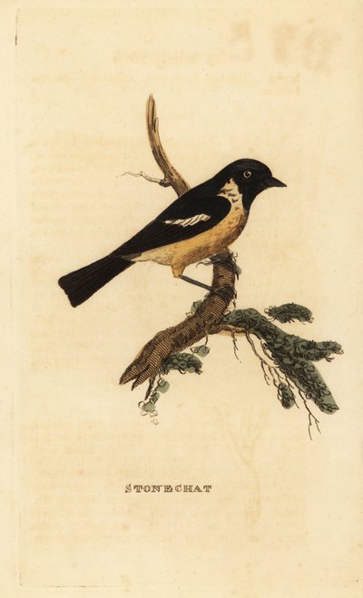 Stonechat, Saxicola rubicola 作者 爱德华·多诺万