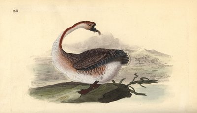 天鹅，Anser cygnoides，脆弱。爱德华-多诺万根据他自己的《英国鸟类自然史》绘制和雕刻的手绘铜版，伦敦 作者 爱德华·多诺万
