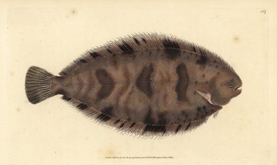 厚背鱼，Microchirus variegatus（变色鱼，Pleuronectes variegatus）。爱德华-多诺万根据他的《英国鱼类自然史》绘制和雕刻的手绘铜版，多诺万和F.C.和J.Rivington，伦敦 作者 爱德华·多诺万