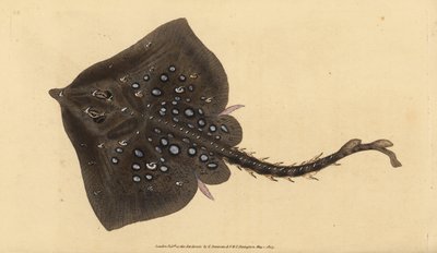 棘背鳐，Raja clavata。几乎受到威胁。爱德华-多诺万根据他的《英国鱼类自然史》绘制和雕刻的手绘铜版，多诺万和F.C.和J.里温顿，伦敦 作者 爱德华·多诺万