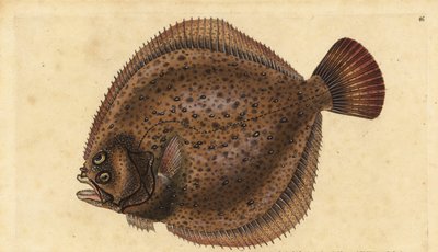 大菱鲆，Scophthalmus maximus（Pleuronectes maximus）。爱德华-多诺万根据他的《英国鱼类自然史》绘制和雕刻的手绘铜版，多诺万和F.C.和J.Rivington，伦敦 作者 爱德华·多诺万