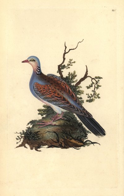 斑鸠，Streptopelia turtur。爱德华-多诺万根据他自己的《英国鸟类自然史》（1794-1819）绘制和雕刻的手绘铜版。爱德华-多诺万（1768-1837）是一位英裔爱尔兰业余动物学家、作家、艺术家和雕刻家。他的作品 作者 爱德华·多诺万