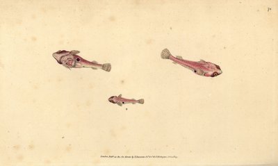 双斑鱼，Diplecogaster bimaculata bimaculata (Bimaculated sucker, Cyclopterus bimaculatus)。爱德华-多诺万根据他的《英国鱼类自然史》绘制和雕刻的手绘铜版，多诺万和F.C.和J.Rivington，伦敦 作者 爱德华·多诺万