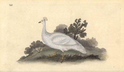 白冠豌豆鸡（雌性），Pavo cristatus。爱德华-多诺万根据他自己的《英国鸟类自然史》绘制和雕刻的手绘铜版，伦敦 作者 爱德华·多诺万