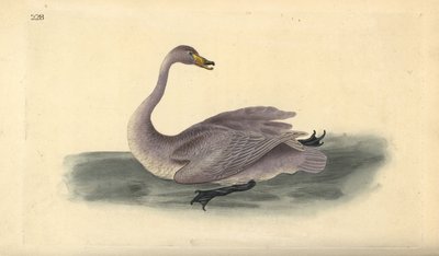 Wild swan (immature), Cygnus cygnus, with plumage in transition stage to white. Handcoloured copperplate drawn and engraved by Edward Donovan from his own “Natural History of British Birds,” London 作者 爱德华·多诺万
