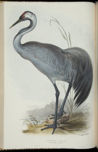 约翰·古尔德（John Gould）的《欧洲鸟类》中的普通鹤 作者 爱德华·李尔