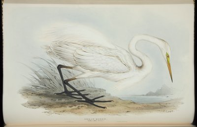 大白鹭，摘自约翰·古尔德（John Gould）的《欧洲鸟类》 作者 爱德华·李尔