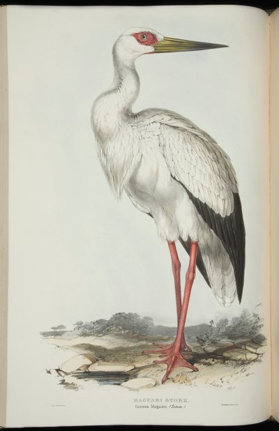 Maguari Stork，摘自约翰·古尔德（John Gould）的《欧洲鸟类》 作者 爱德华·李尔