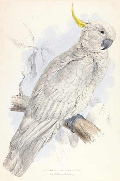 Plyctolophus Galeritus.大硫冠凤头鹦鹉 作者 爱德华·李尔