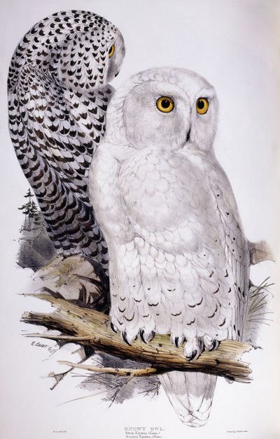 雪O，1832-1837年 作者 爱德华·李尔