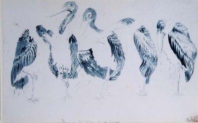 鹳鸟的研究 作者 爱德华·李尔