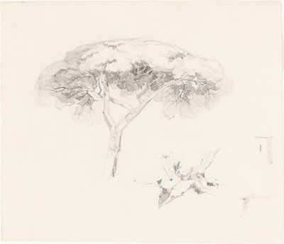 伞形松和其他研究，18391845。 作者 爱德华·李尔