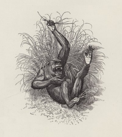 查尔斯·金斯利的《水宝宝》插图（版画） 作者 爱德华·林利（之后）桑伯恩