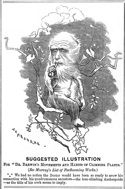 查尔斯·达尔文（Charles Darwin），英国自然主义者，1875年 作者 爱德华·林利·桑伯恩