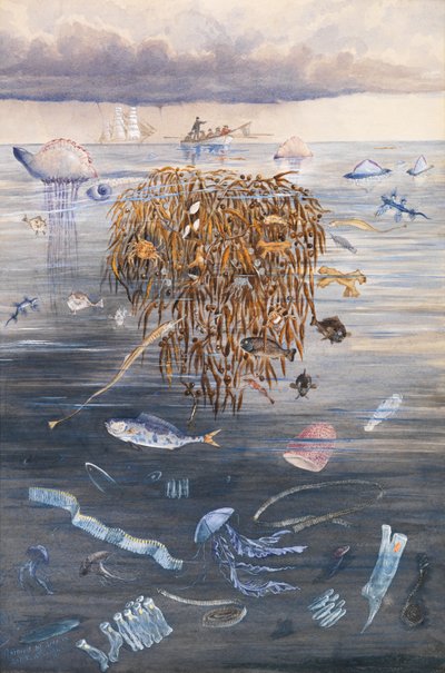 北大西洋海洋生物，1873年 作者 爱德华·罗珀