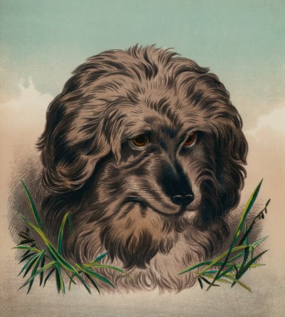 斯凯梗犬（彩色印刷版） 作者 埃德温（后）兰瑟
