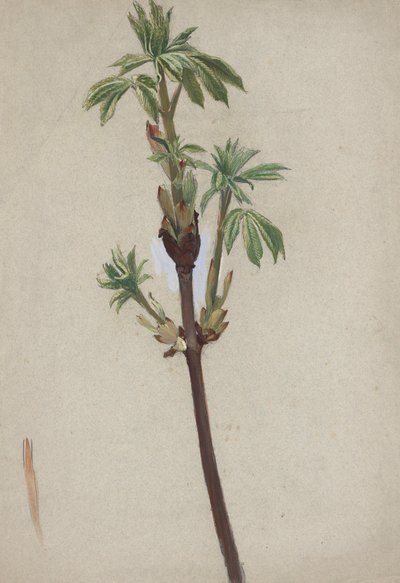 植物研究 作者 埃德温奥斯汀修道院