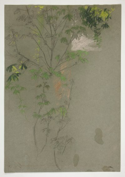 枝繁叶茂的树枝素描 作者 埃德温奥斯汀修道院