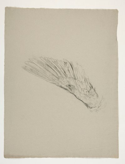 圣杯探寻》（为波士顿公共图书馆创作的 15 幅系列画作，完成于 1901 年）中《加拉哈德幼年》的翅膀研究 作者 埃德温奥斯汀修道院