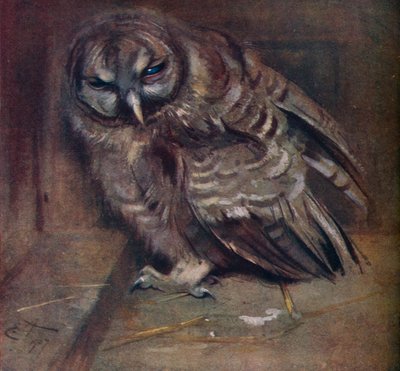 一只年轻的棕色猫头鹰，1907年 作者 埃德温·约翰·亚历山大