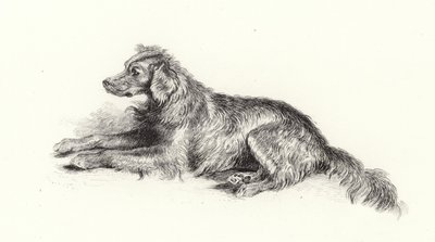 塞特犬 作者 埃德温·兰瑟