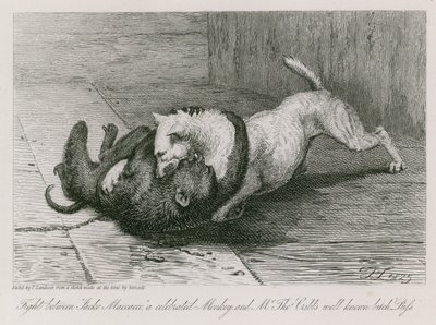 Jacco Macacco，一只着名的猴子和Thomas Cubb先生众所周知的婊子Puss之间的战斗 作者 埃德温·兰瑟