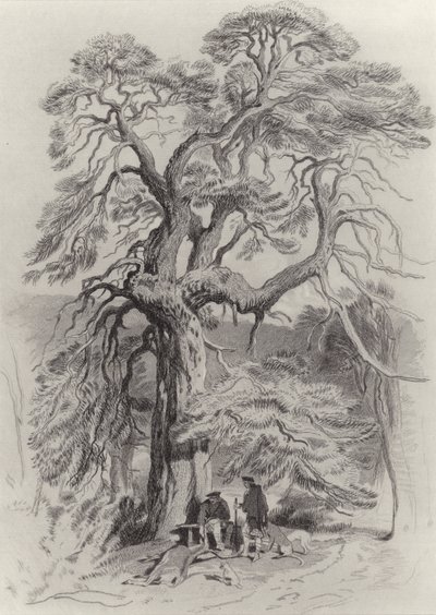 在老杉树下 作者 埃德温·兰瑟