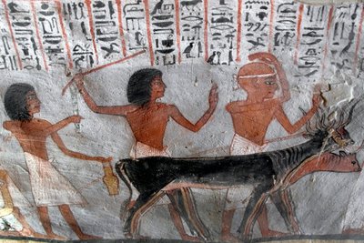 Egyptian antiquite: characters leading betail heads. Painting of the Tomb of Roy (TT255). 18th dynasty. From the West Bank of Luxor, Egypt 作者 埃及第十八王朝