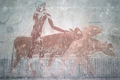 在古老的王国Ti（Mastaba教堂）中修建运河的牛（壁画） 作者 埃及第五王朝