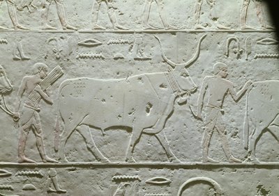 牧民带领公牛，详细信息来自Akhethotep的Mastaba，来自Saqqara，旧王国，公元前2500年（画石灰石） 作者 埃及第五王朝