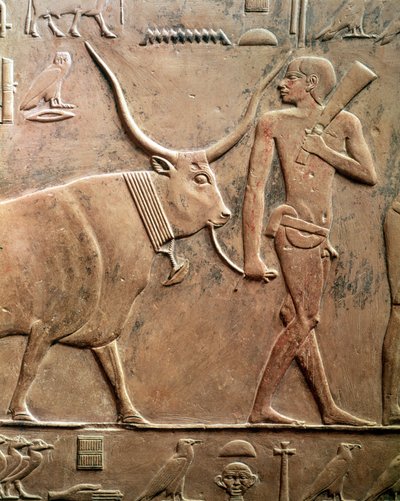 从Ptah-Hotep的Mastab和Akhti-Hotep，旧王国（石灰石）描绘一个农民带领一头牛牺牲的救济 作者 埃及第五王朝