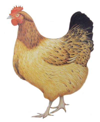 鸡，2012 年（纸上水彩颜料和铅笔） 作者 埃莉诺·格拉夫顿