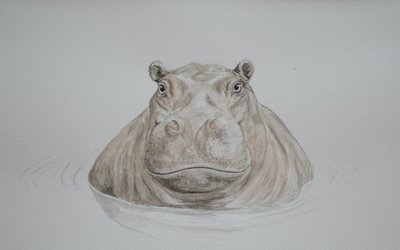 河马，2021 年（水彩画） 作者 埃莉诺·格拉夫顿