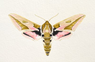 刺鹰蛾，2023 年（水彩画） 作者 埃莉诺·格拉夫顿