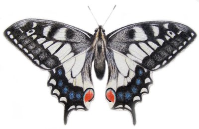 燕尾，2012 年（水彩颜料和铅笔） 作者 埃莉诺·格拉夫顿