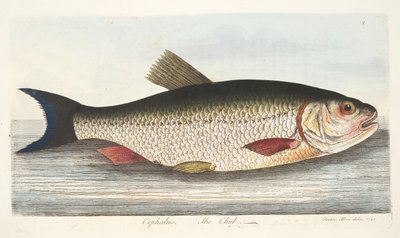 The Chub，来自A Fishise on Fish and Fish-ponds，pub。 1832年（手工彩色雕刻） 作者 以利亚撒·阿尔宾