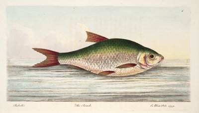 罗奇，来自鱼类和鱼塘的论文，酒吧。 1832年（手工彩色雕刻） 作者 以利亚撒·阿尔宾
