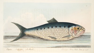 The Shad，来自A Fishise on Fish and Fish-ponds，pub。 1832年（手工彩色雕刻） 作者 以利亚撒·阿尔宾