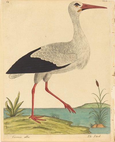 鹳鸟 (Ciconia Alba) 作者 以利亚撒·阿尔宾