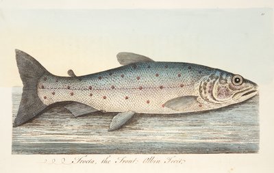 鳟鱼，来自鱼类和鱼塘的论文，酒吧。 1832年（手工彩色雕刻） 作者 以利亚撒·阿尔宾