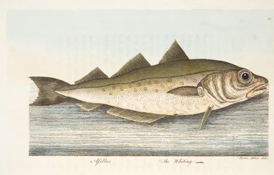 Whiting，来自鱼类和鱼塘的论文，酒吧。 1832年（手工彩色雕刻） 作者 以利亚撒·阿尔宾