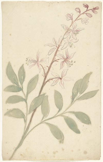 花卉研究 作者 埃利亚斯·范奈梅亨